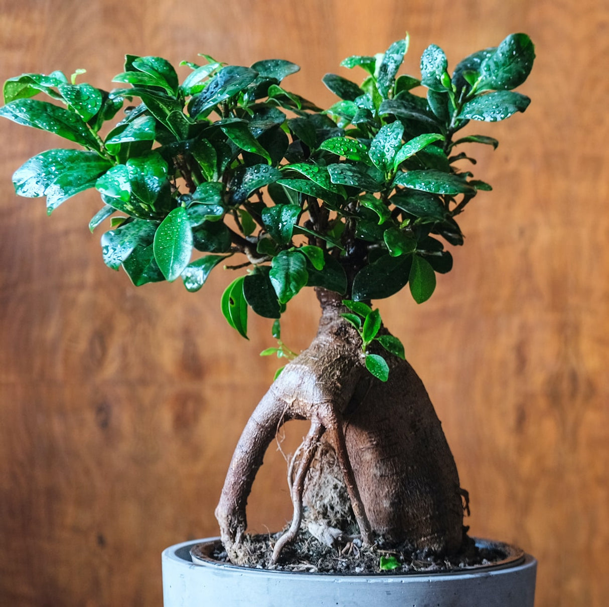 Ficus 'Ginseng'