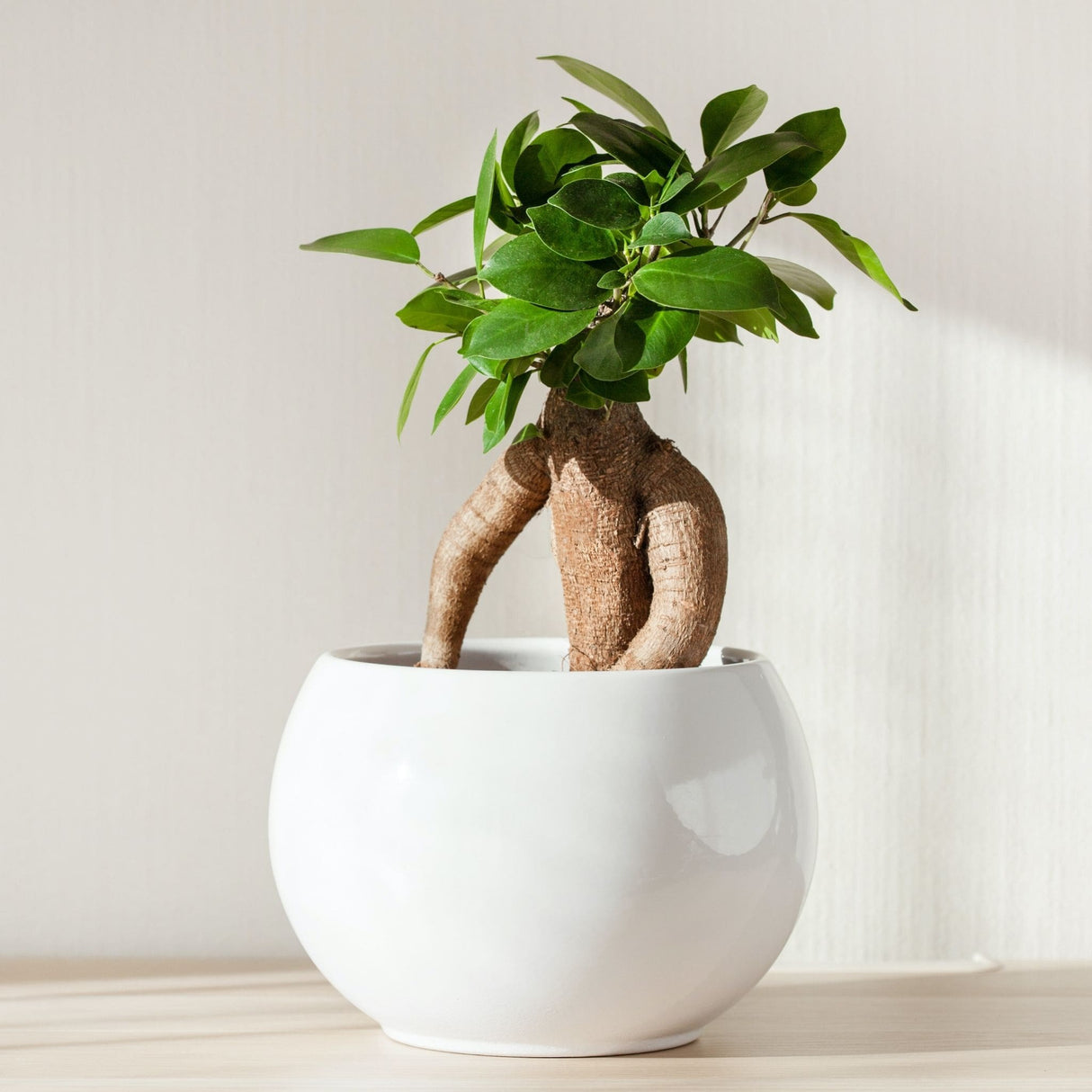 Ficus 'Ginseng'