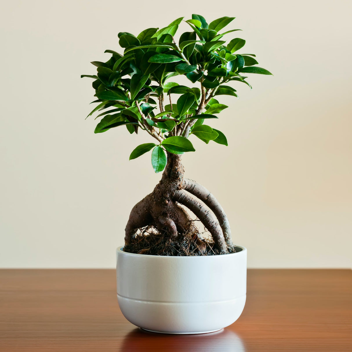 Ficus 'Ginseng'