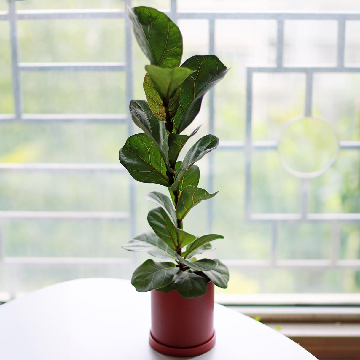 small fiddle leaf fig tree in red planter on table near window