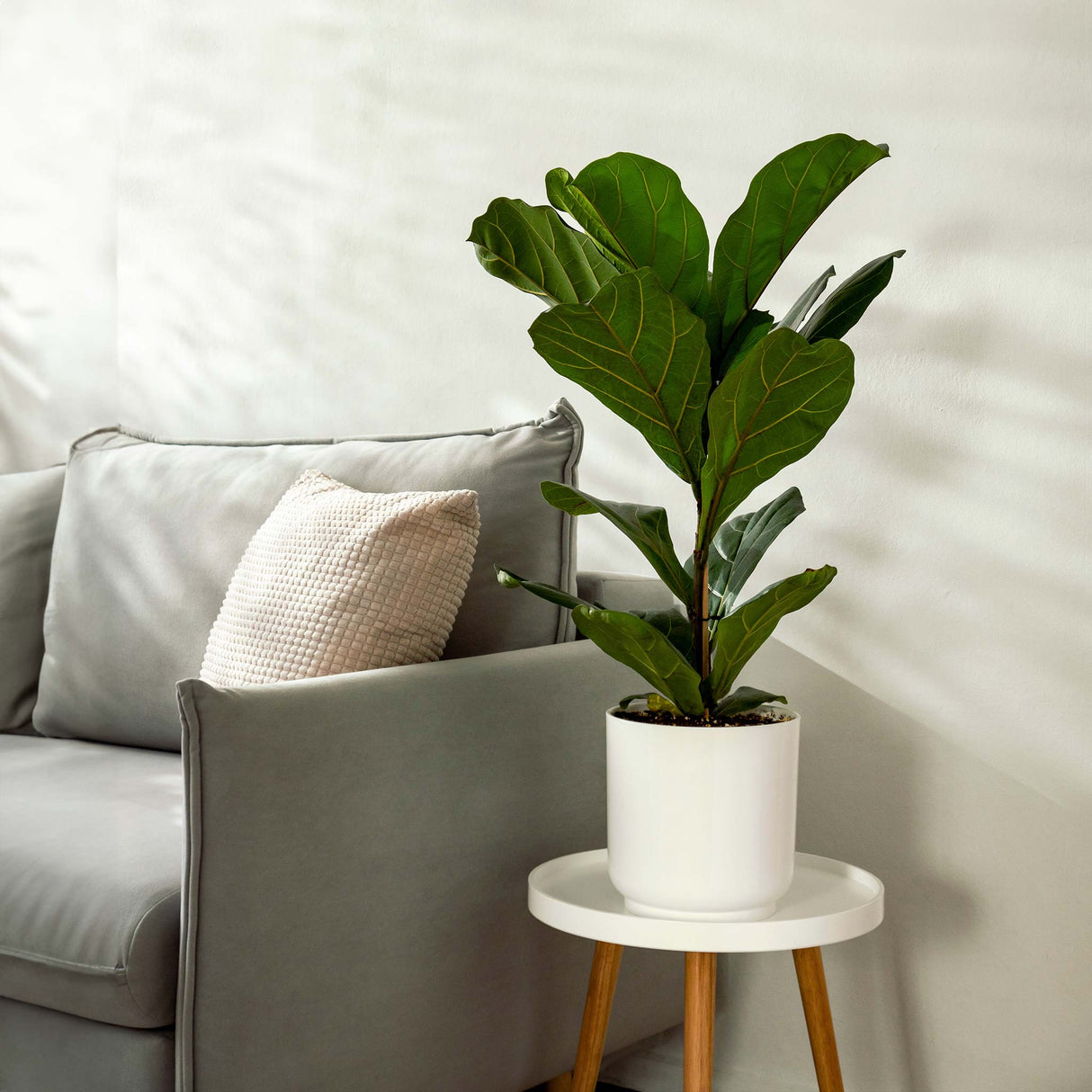 fiddle leaf fig tree in white planter on small table near couch