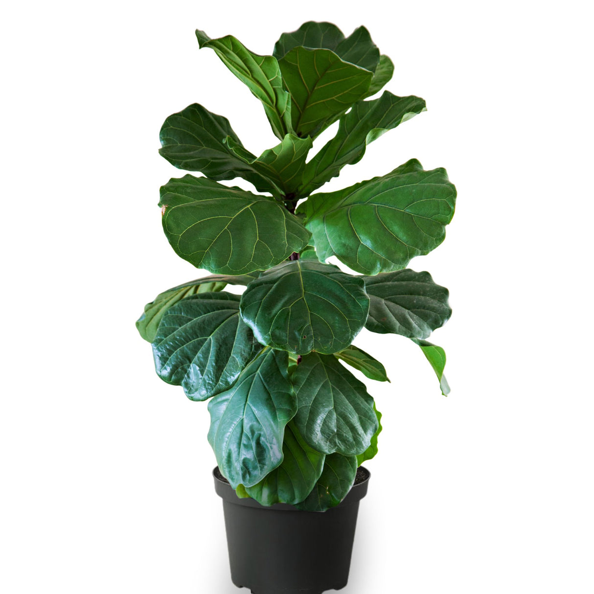 Fiddle leaf fig houseplant in a 8 inch planter on white background