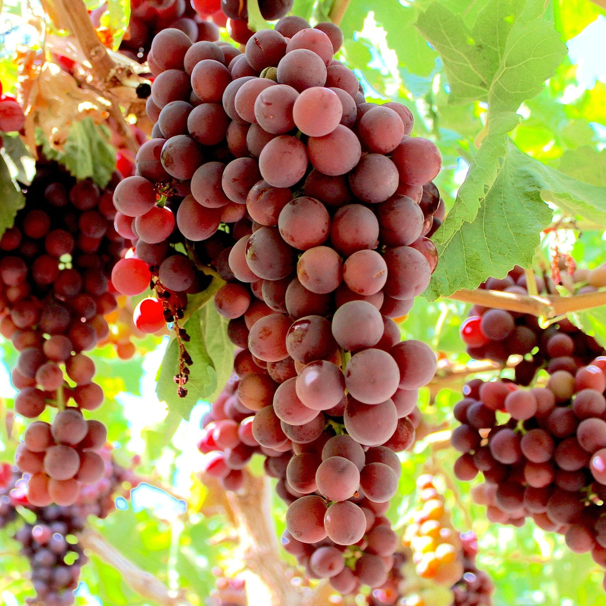 Flame Red Seedless Grape - NationwidePlants.com