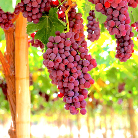 Flame Red Seedless Grape - NationwidePlants.com