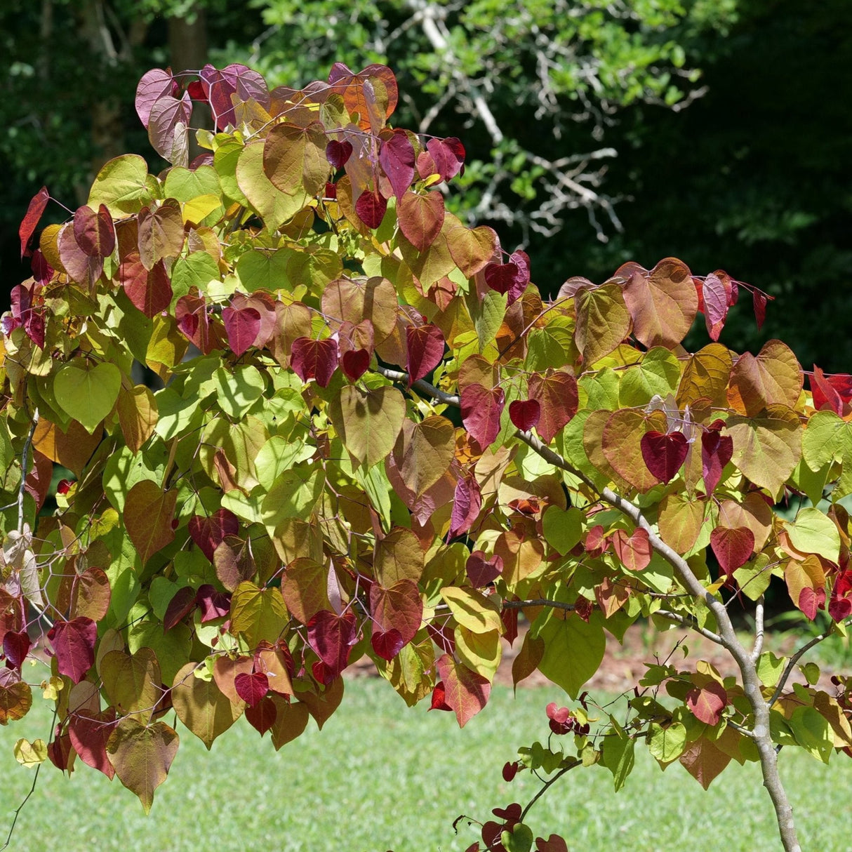 Flame Thrower® Redbud tree with mixed green, red, and purple foliage in a garden setting.
