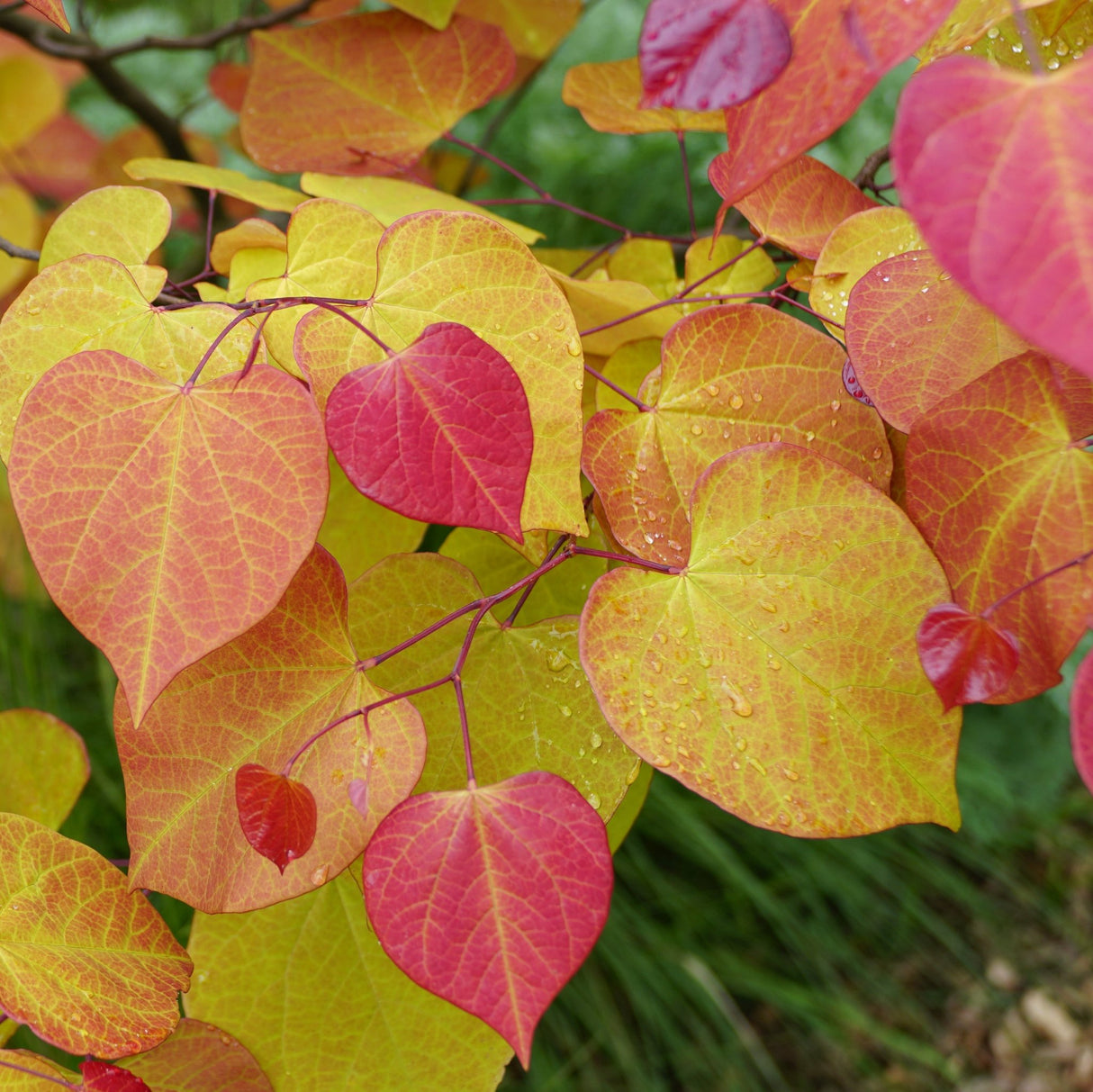 Close-up of vibrant heart-shaped leaves in yellow, green, red, and orange hues.