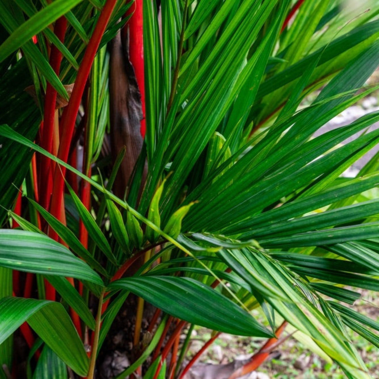 Close up of the Foliage of the lipstick palm tree with bright red stems.