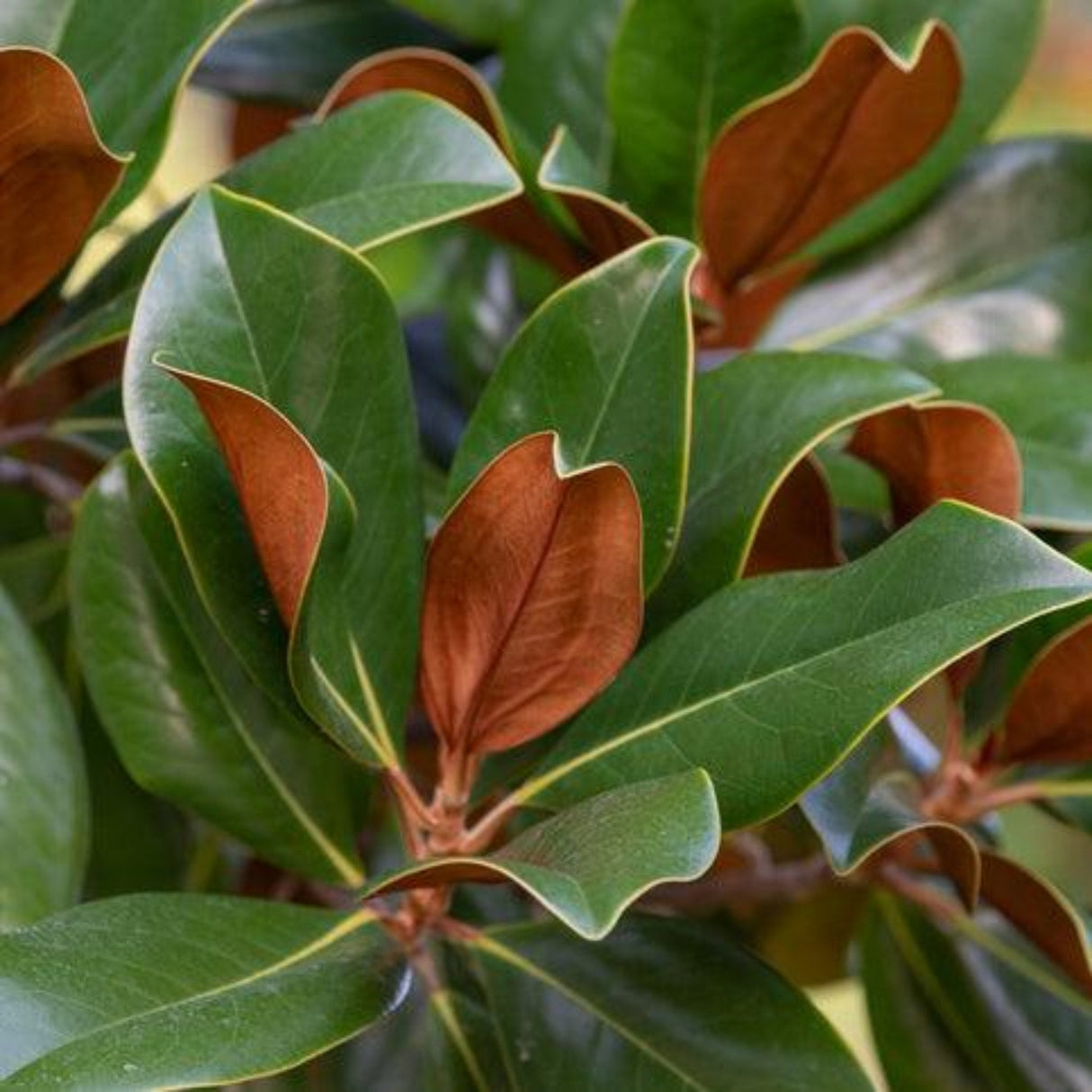 Close-up of magnolia leaves showing their green tops and rusty-brown undersides.