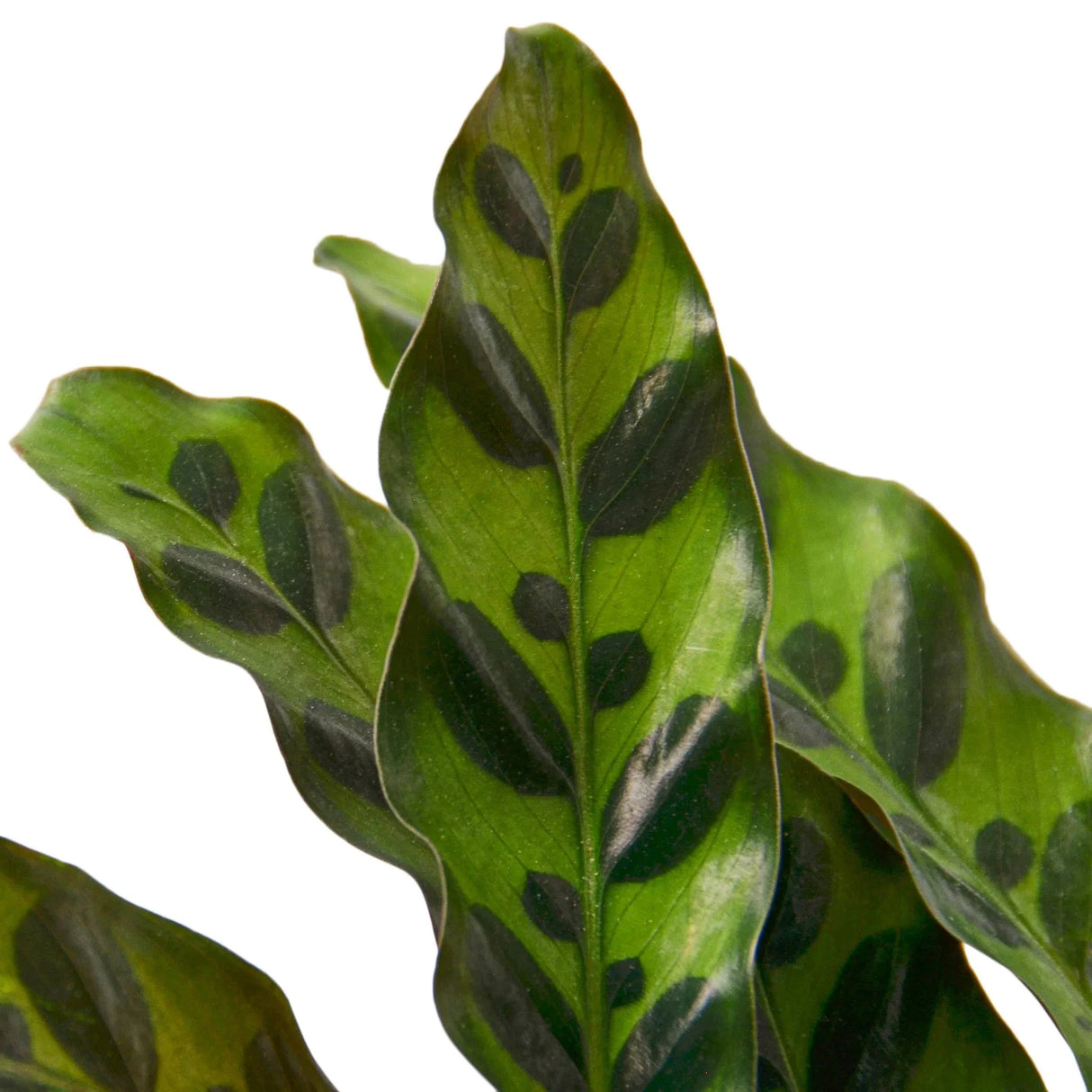 front foliage view of the rattlesnake houseplant