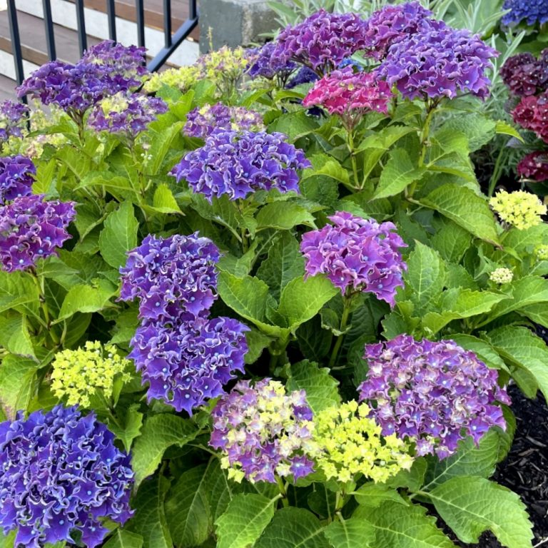 Frill ride reblooming hydrangea plant with ph adjusted to give blue and purple flowers growing in a mulch bed near stairs.