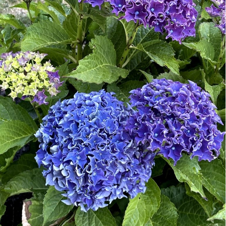 Frill Ride® Reblooming Hydrangea