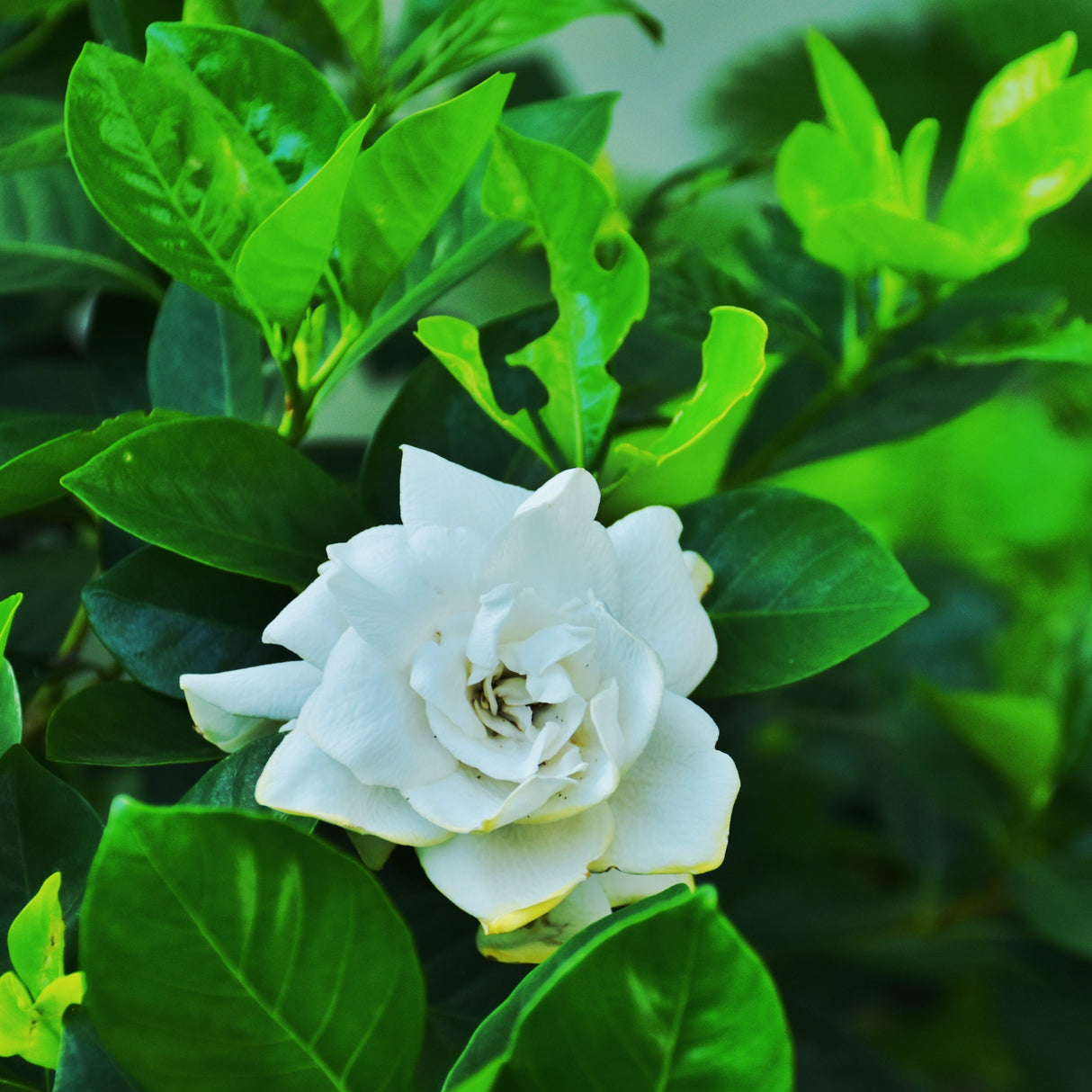 A fully opened white gardenia flower surrounded by deep green foliage.