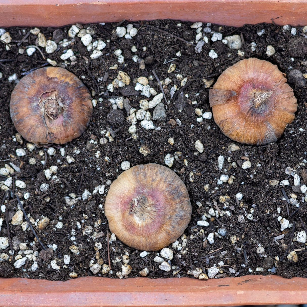 Three Gladiolus bulbs planted in soil with small white pebbles in a rectangular terracotta container.
