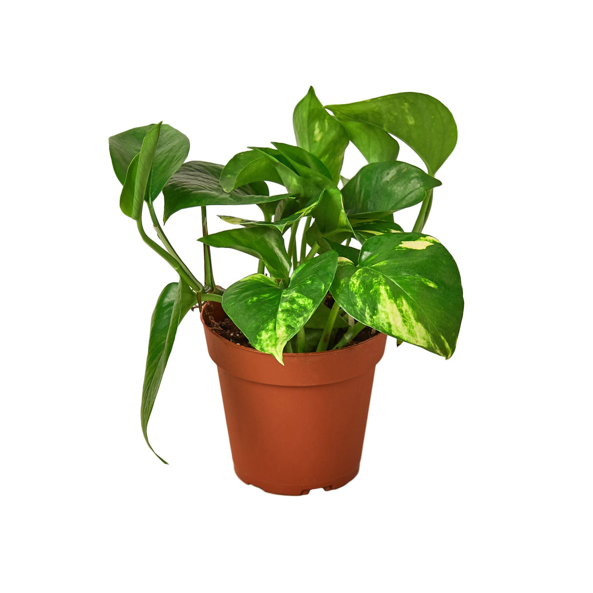 Live golden pothos houseplant in 4 inch nursery planter on white background