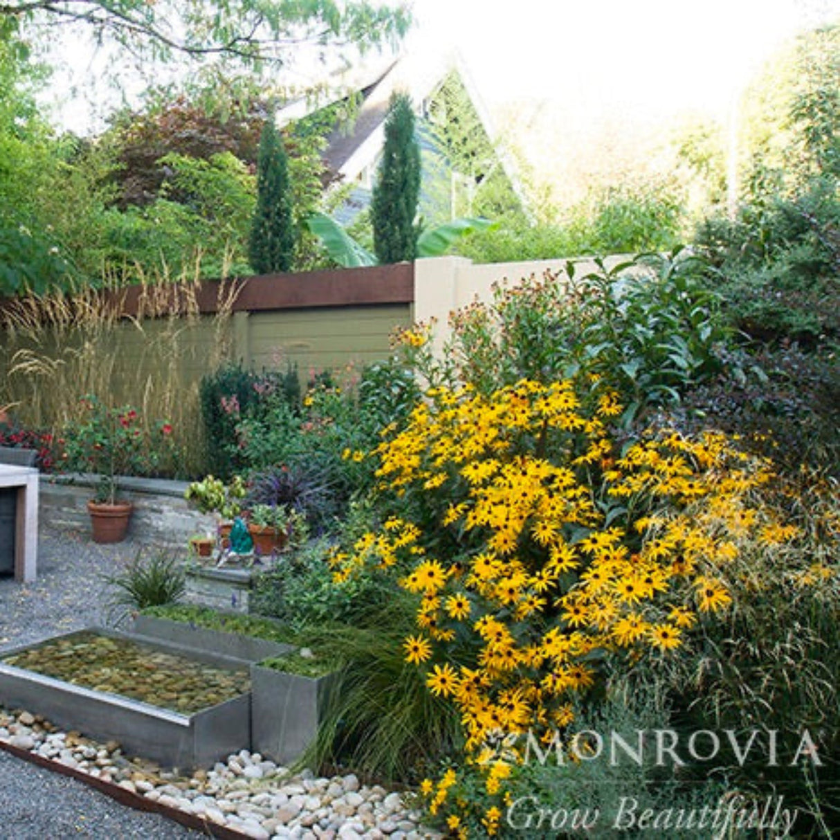 Goldsturm black eyed Susan flowers growing in a tiered landscape adding a pop of yellow color to the surrounding green and purple foliage.