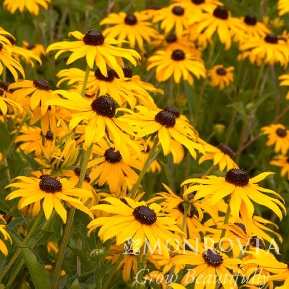 Golsturm black eyed Susan flowers close up of the bright yellow orange blooms with dark centers