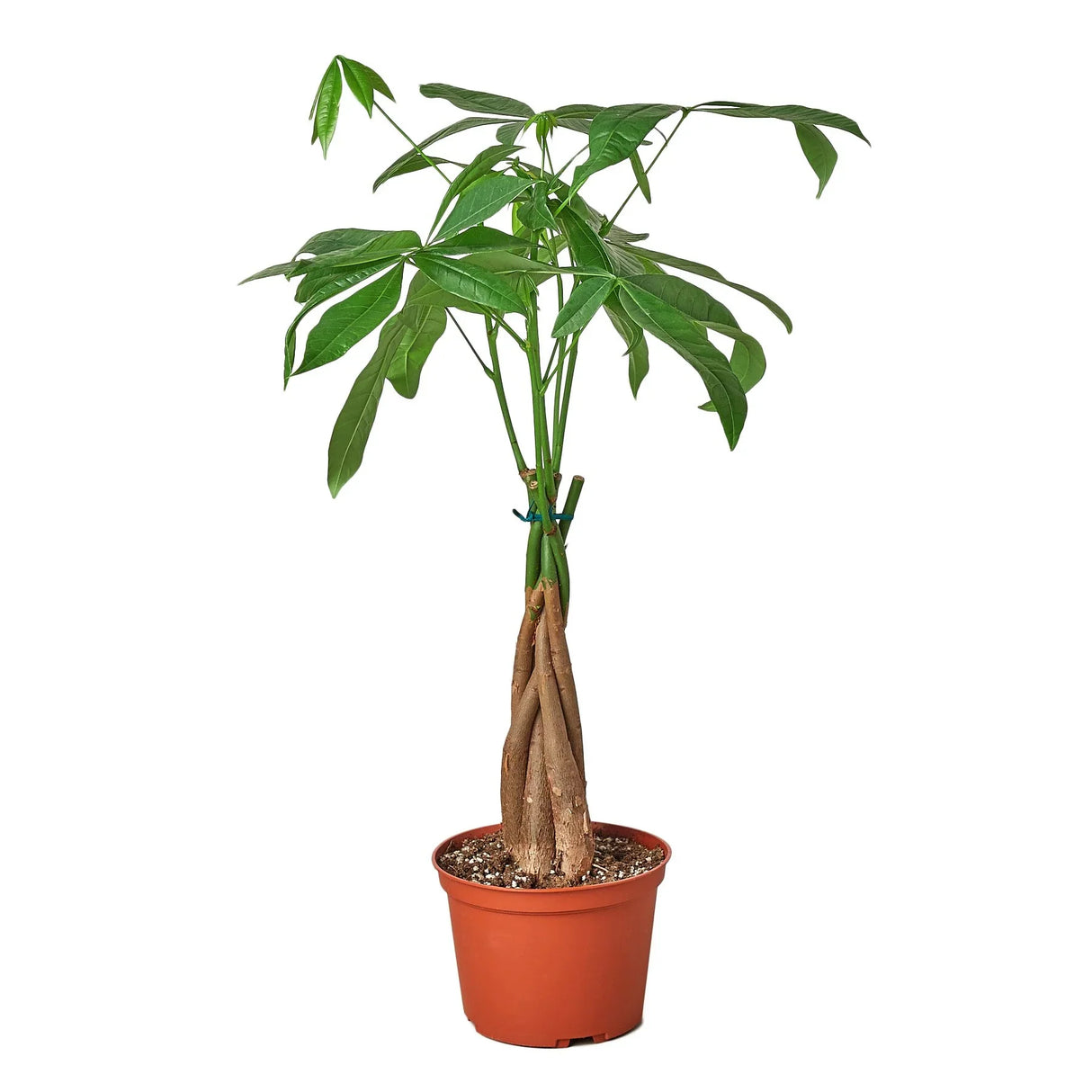 guiana chestnut pachira money tree in nursery planter on white background