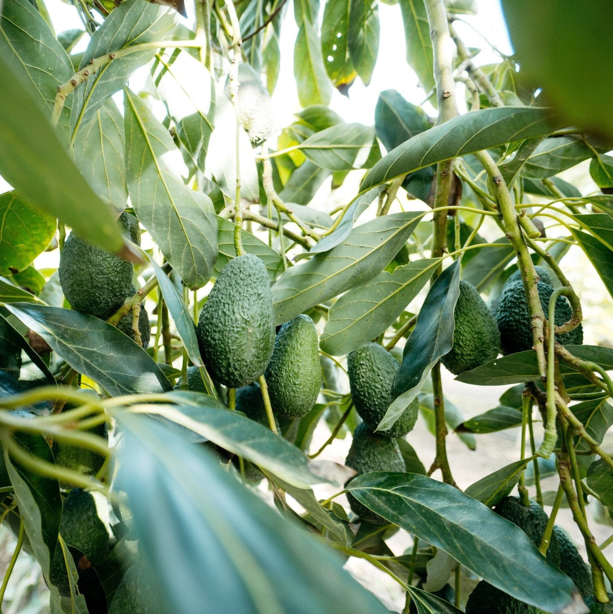 Hass Avocado Tree - NationwidePlants.com