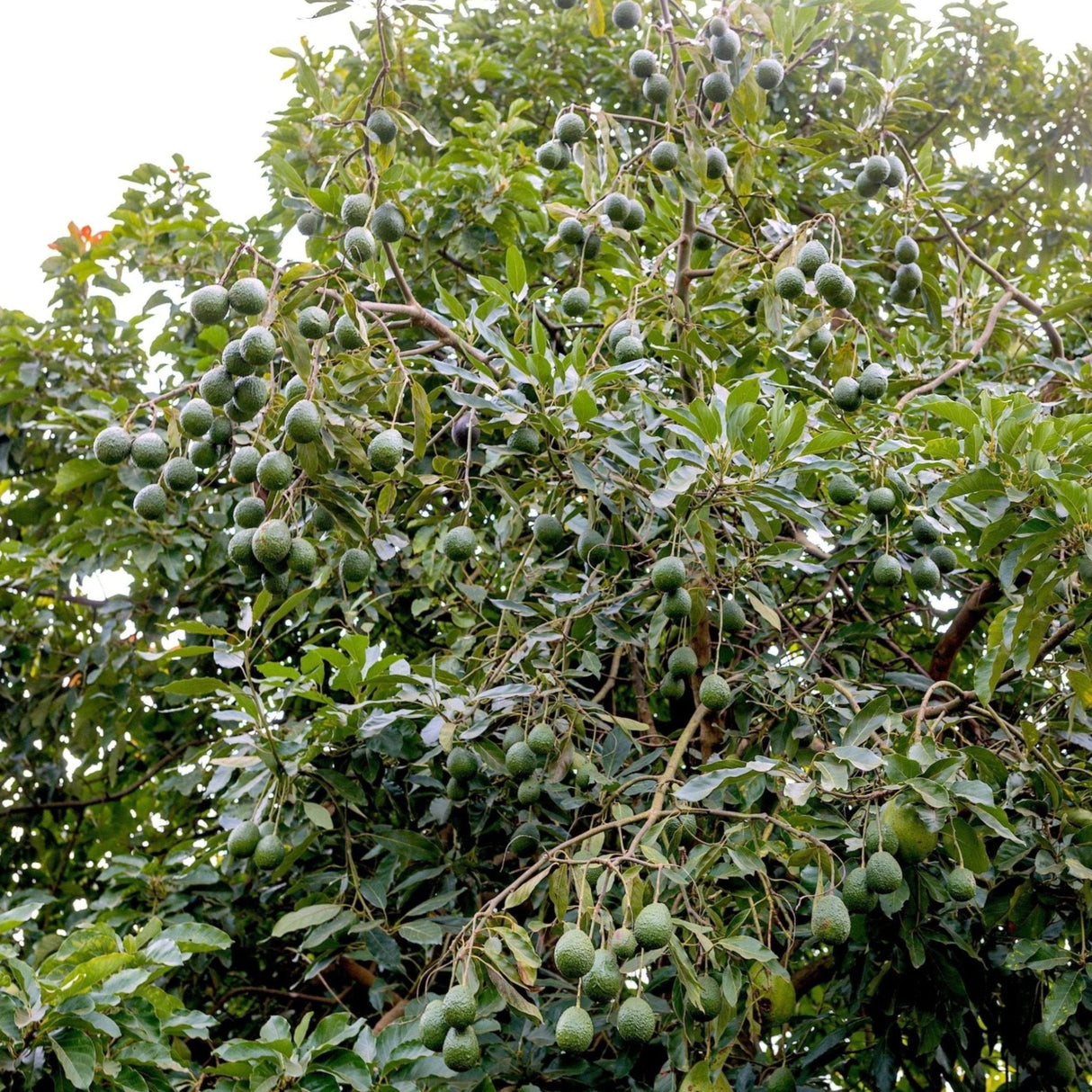 Hass Avocado Tree - NationwidePlants.com