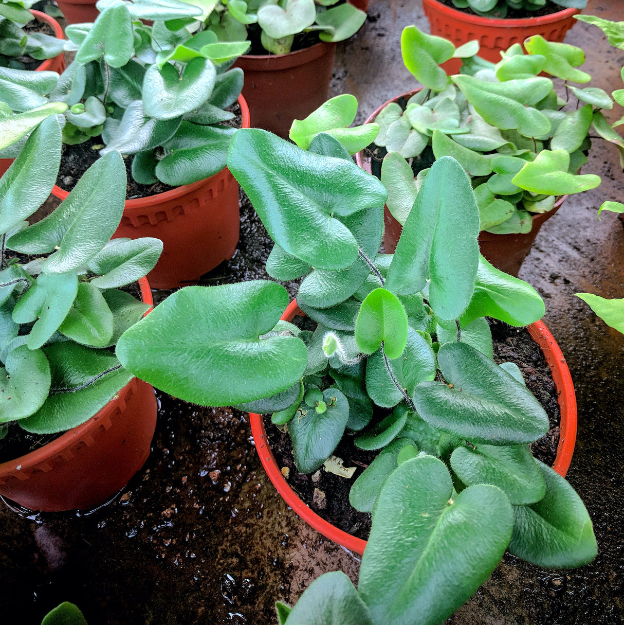 Fern heart houseplants in planters on a wet concrete pad that appear to have bene freshly watered.