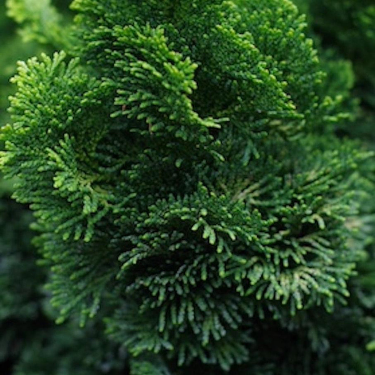 Close-up of soft, layered foliage with a deep green hue.
