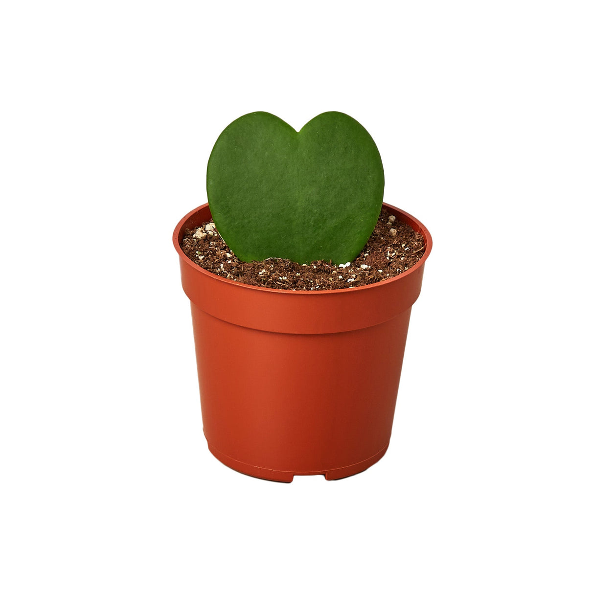 green hoya heart houseplant succulent on a white background