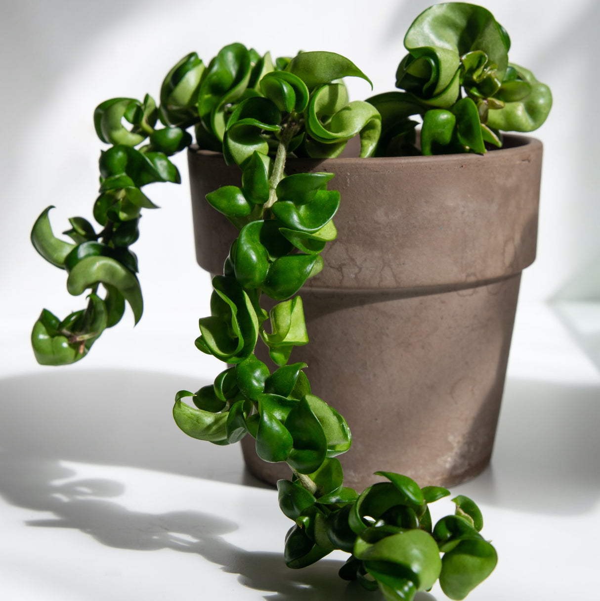 hoya rope plant in clay planter on white background