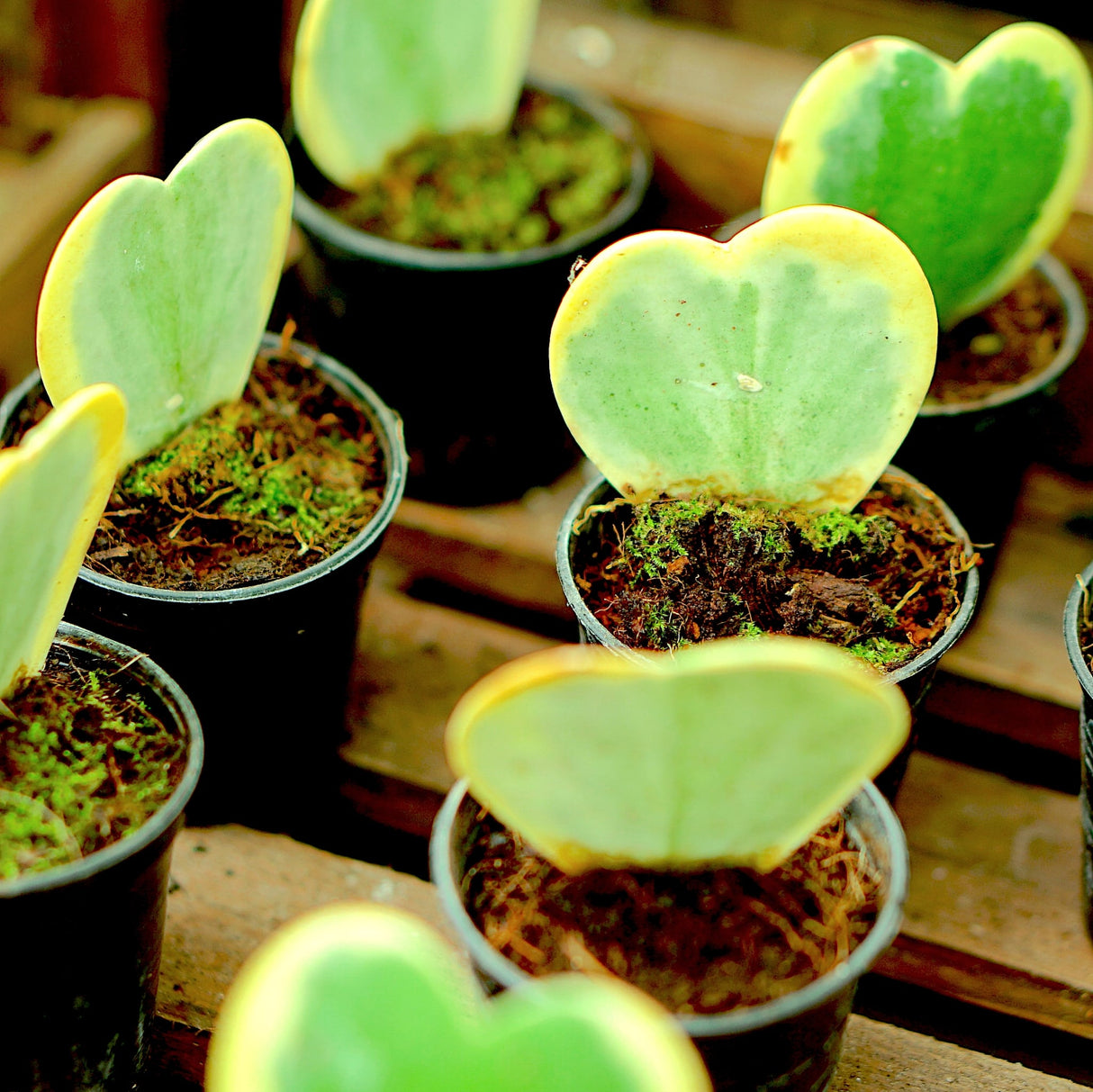 Hoya 'Sweetheart Variegated'