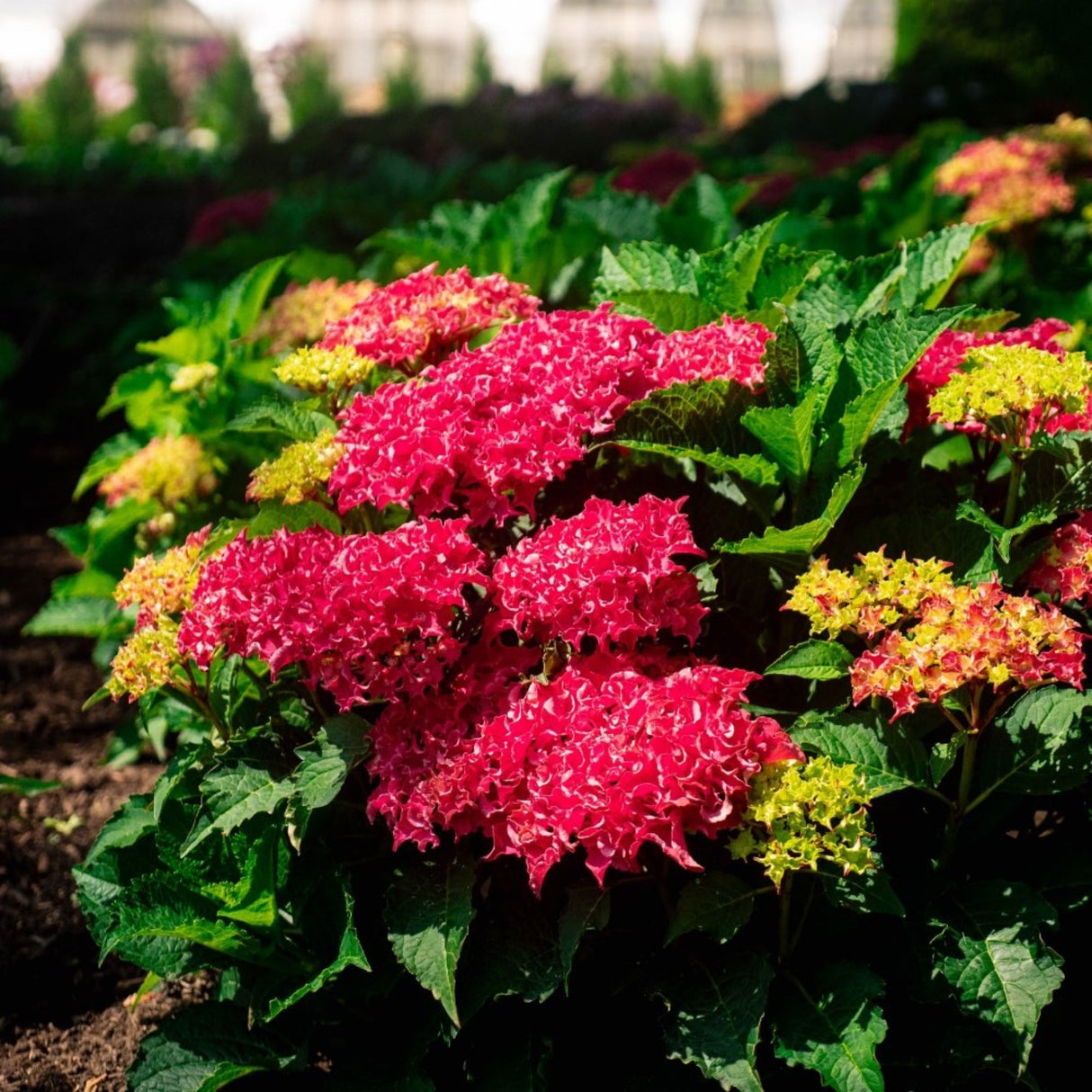 Full view of the frill ride reblooming hydrangea plant in shaded a mulch bed.