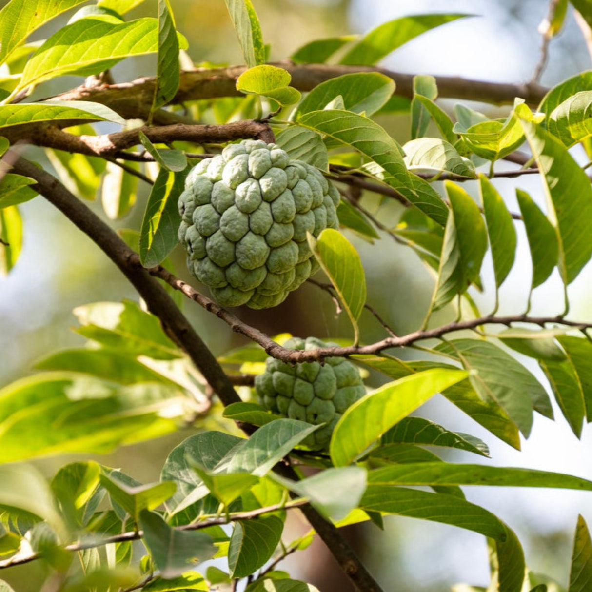 Close-up of two unripe Sugar Apples growing on a branch with vibrant green leaves.