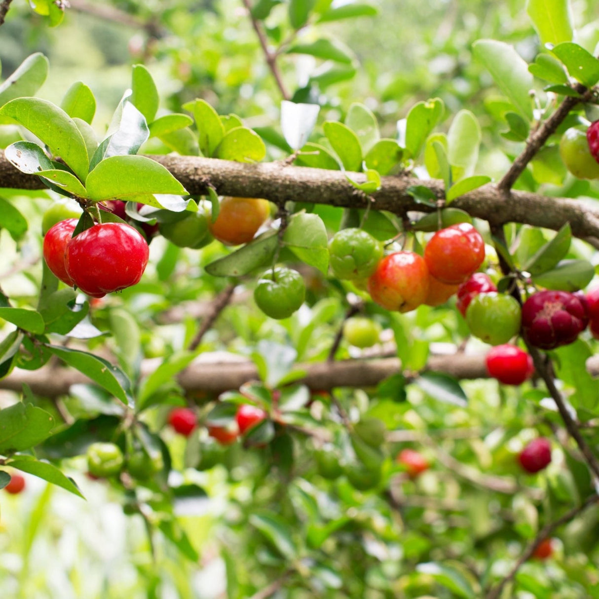 Barbados Acerola Cherry tree foliage and fruit with sunlight illuminating the branches.
