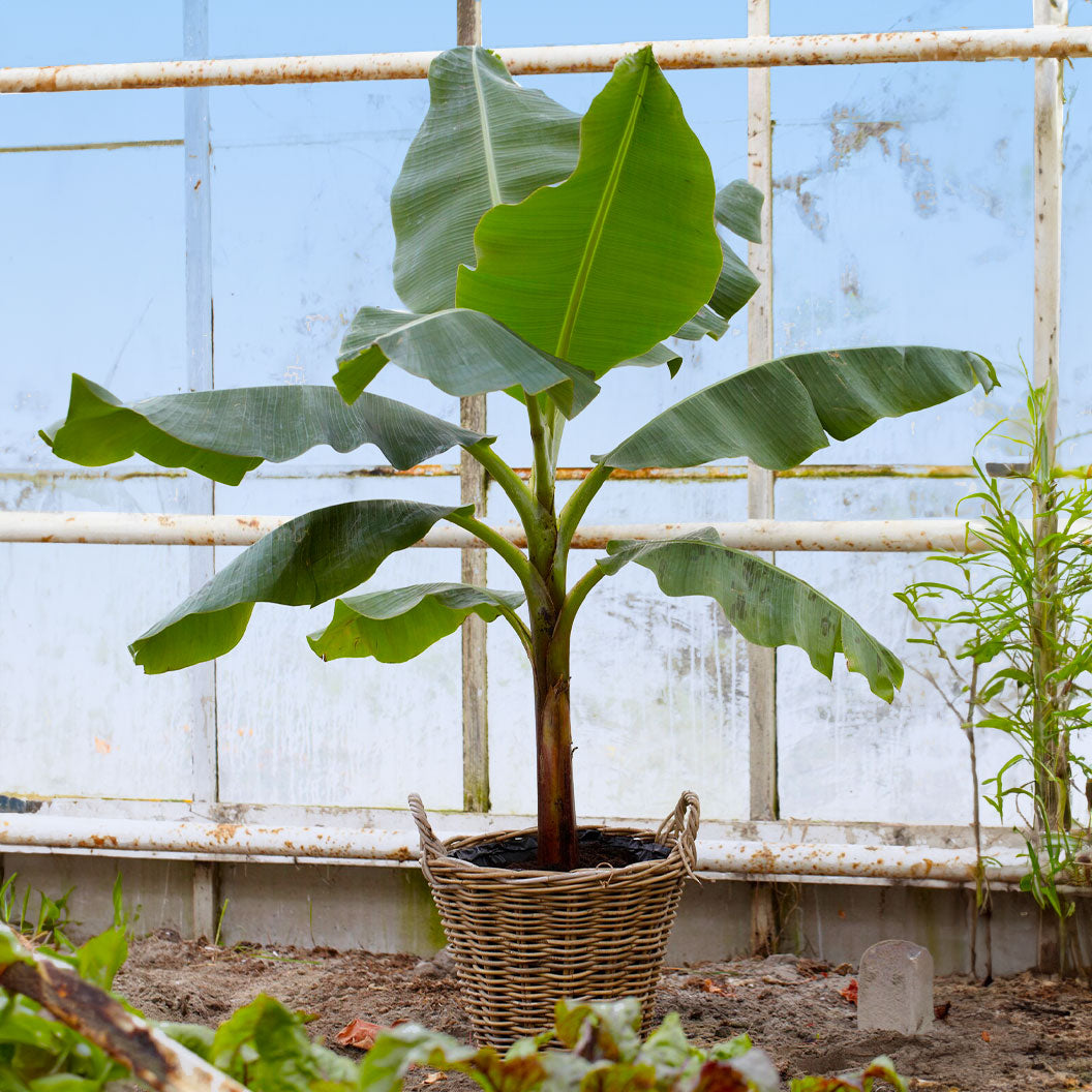 Ice Cream Banana Tree - NationwidePlants.com
