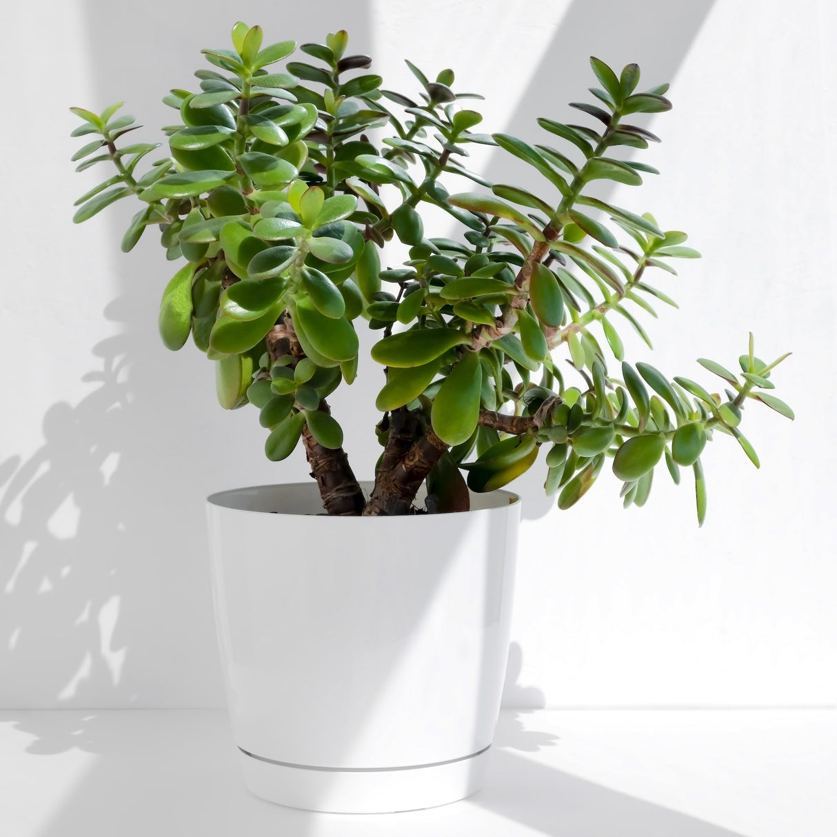 Jade Plant | Friendship Tree