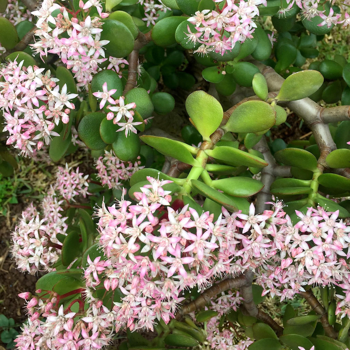 Jade Plant | Friendship Tree