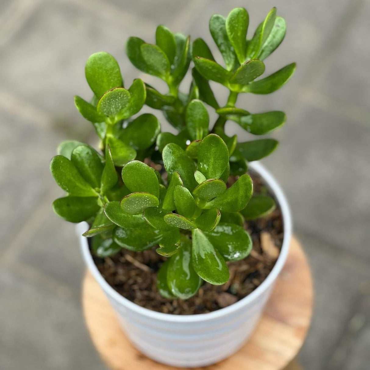 Jade Plant | Friendship Tree