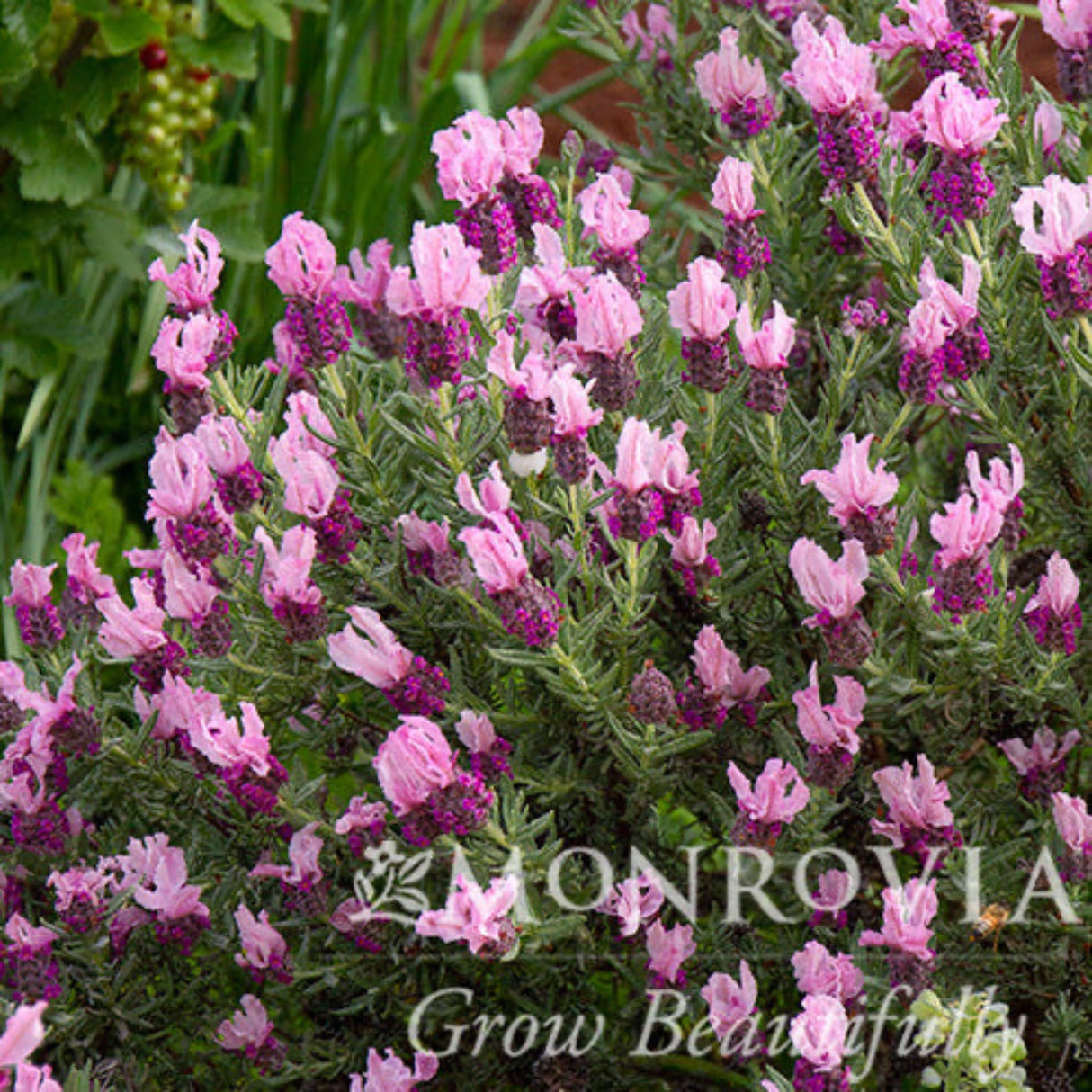 Gorgeous blooms of the Spanish lavender javelin forte deep rose.