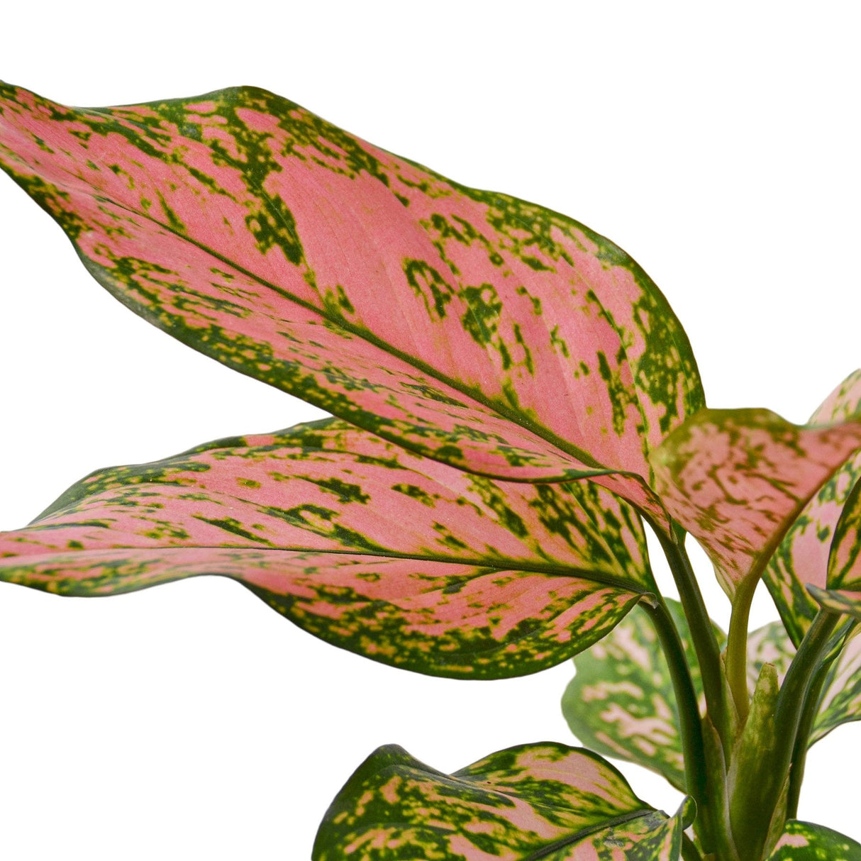Close up of the foliage of a lady valentine Chinese evergreen leaf with pink and green leaves.