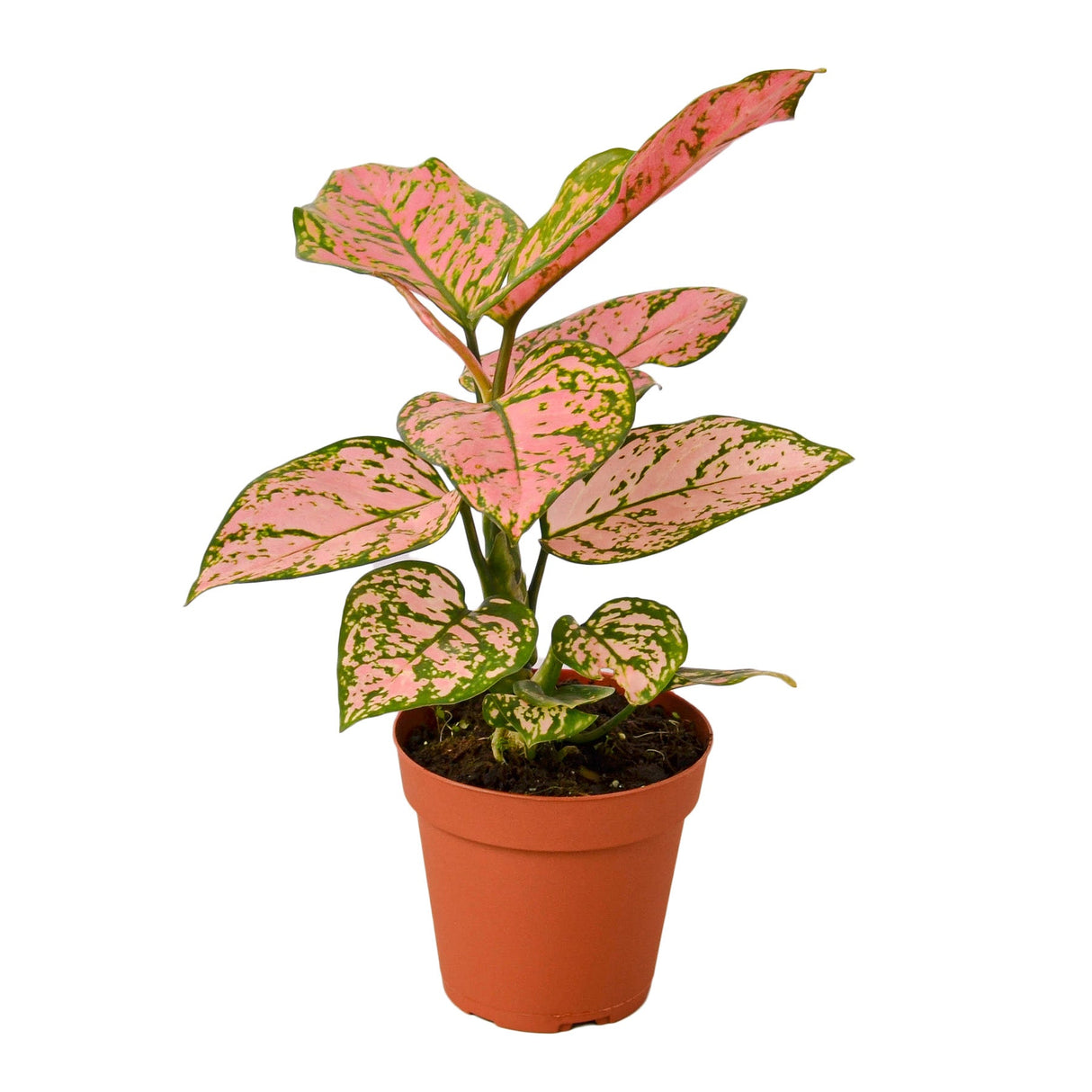 Lady valentine Chinese evergreen houseplant with pink leaves speckled with green, which is more prominent around the outer edges of the leaves. The 4 inch pot size featured.