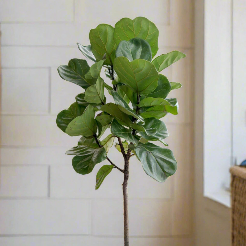 large fiddle leaf fig tree houseplant in room near window