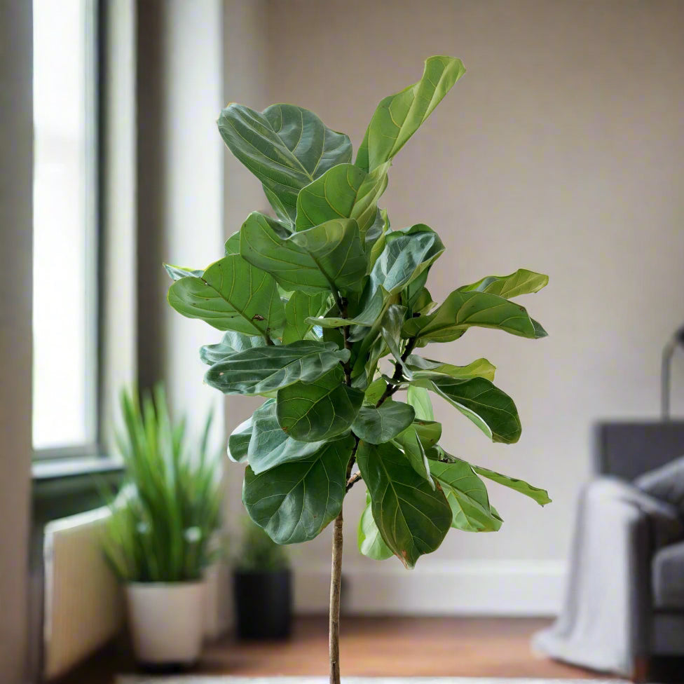 large live fiddle leaf fig tree houseplant in living room hide