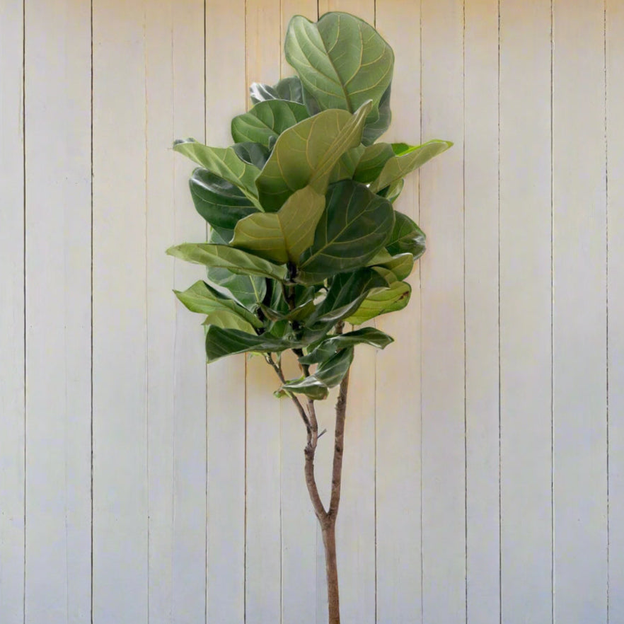 large fiddle leaf fig tree houseplant against white barn wall hide