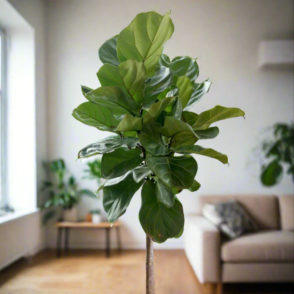 large fiddle leaf fig houseplant in apartment