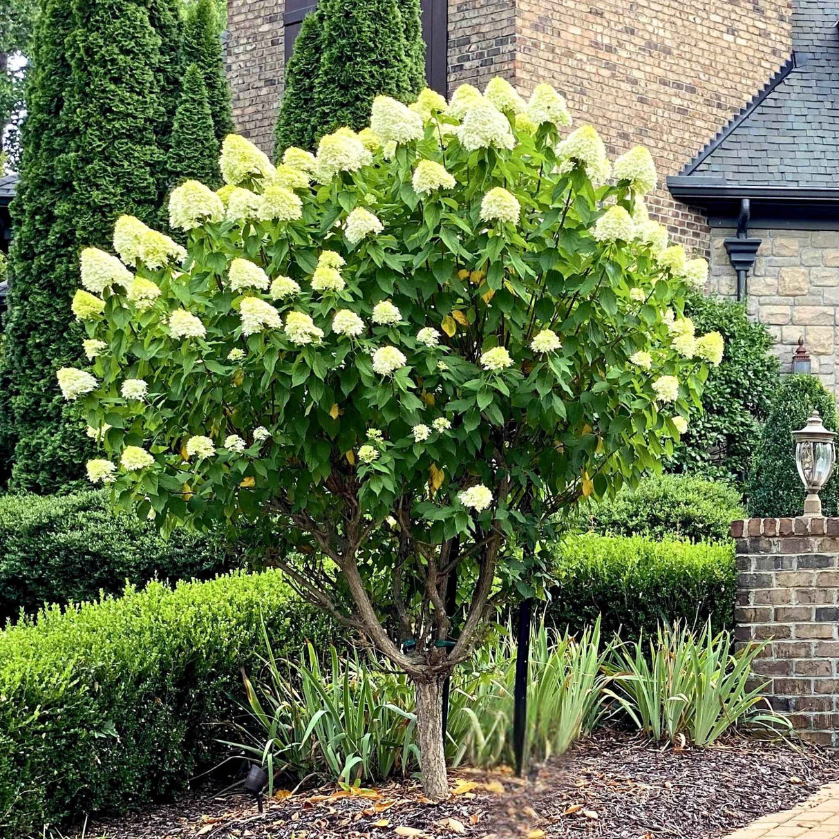 Limelight hydrangea tree with white blooms and dense green foliage in a landscaped yard with shrubs.
