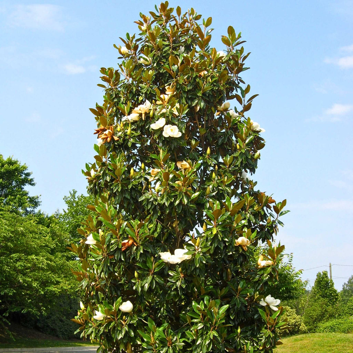A full view of a Teddy Bear Magnolia tree standing in a green landscape.