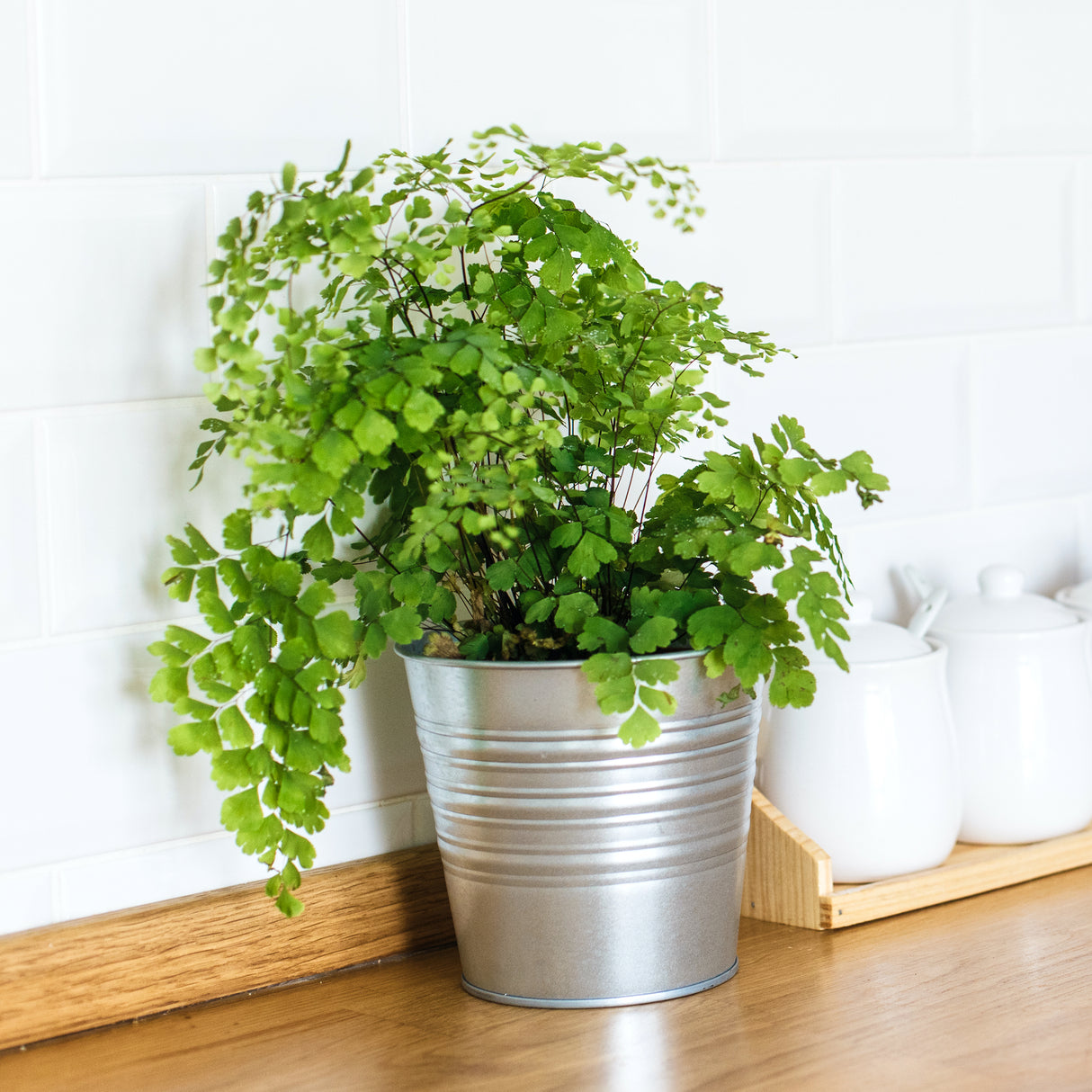 maidenhair fern houseplant in tin planter with white backsplash behind it