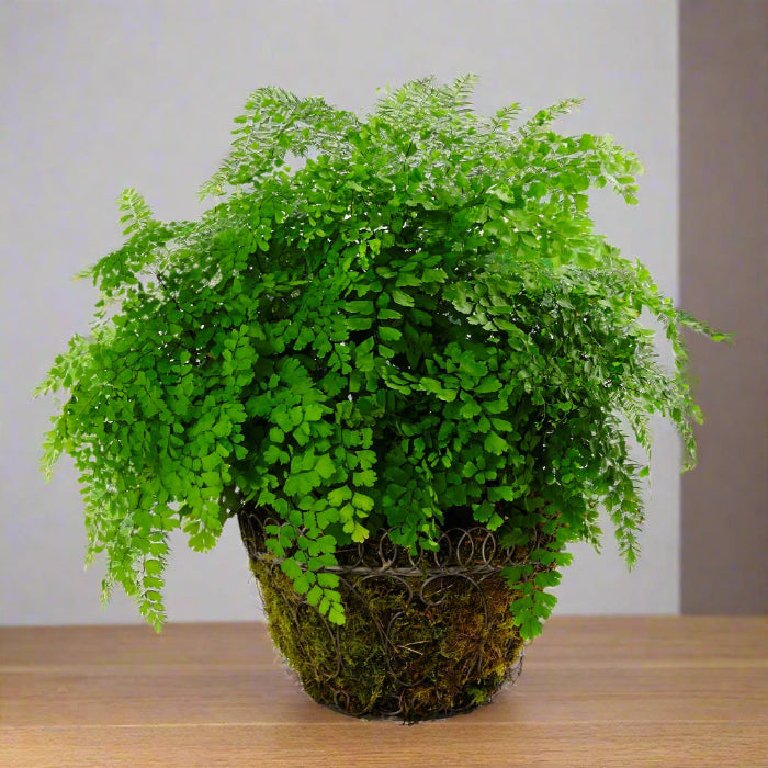 maidenhair fern houseplant in moss planter on wooden floor