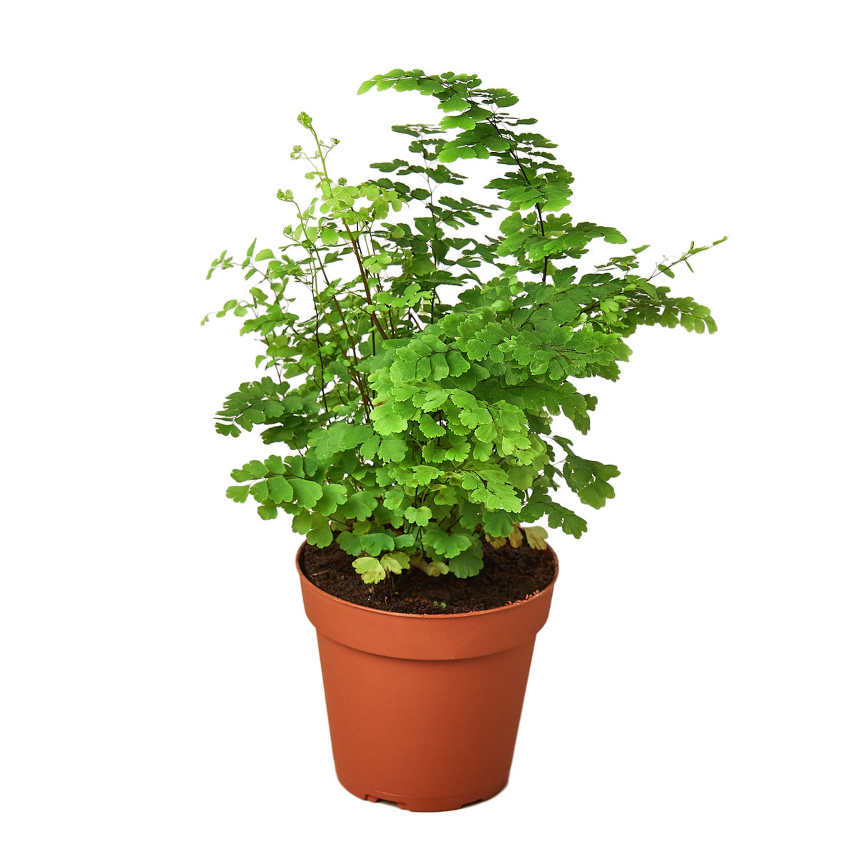 Small maidenhair fern plant in a 4 inch nursery planter on white background