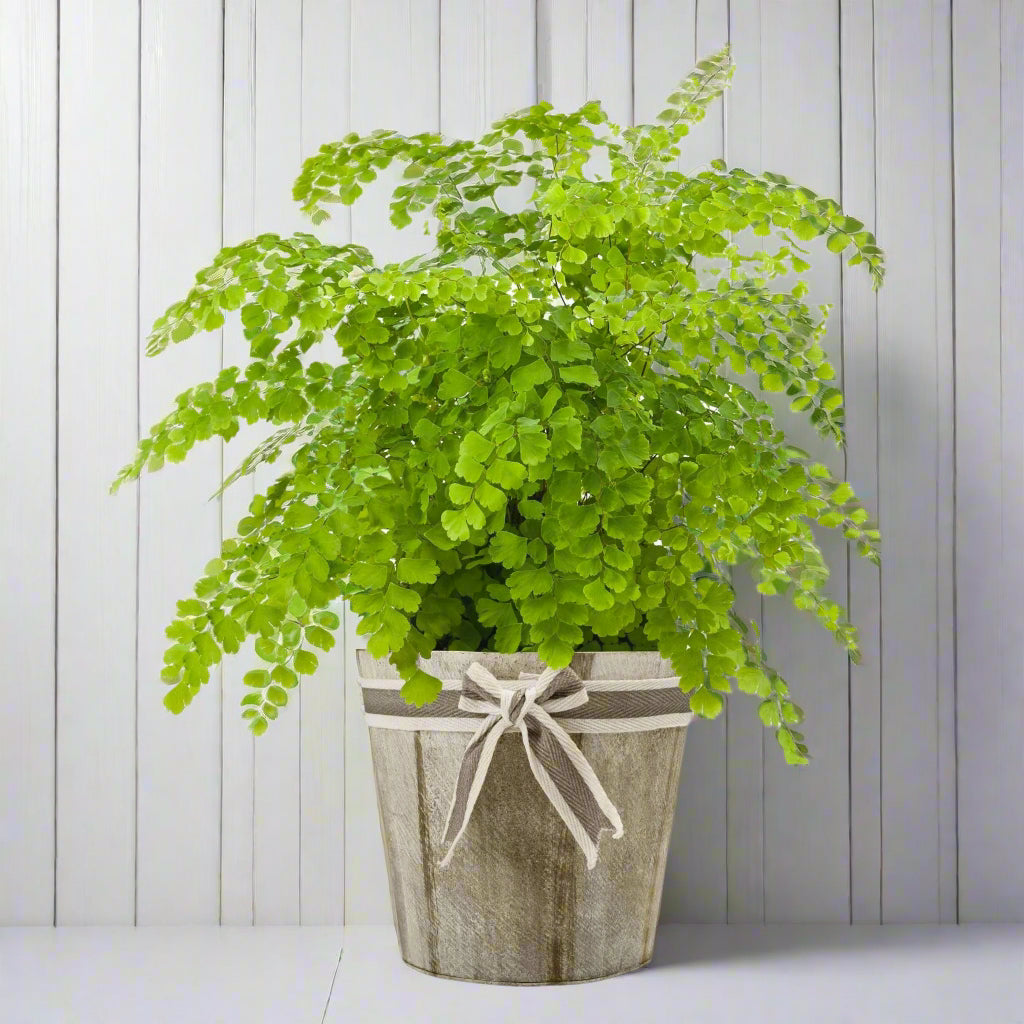maidenhair fern houseplant with white wooden background