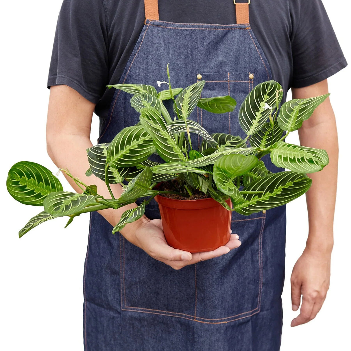 A person wearing a denim apron holds a Maranta 'Lemon Lime' plant in a small red pot.