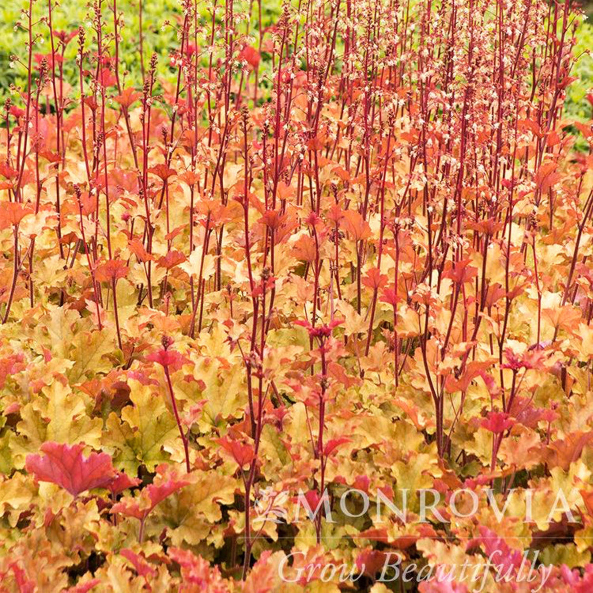 Field of Marmalade Heuchera with upright red stems and colorful leaves.